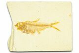 Detailed Fossil Fish (Diplomystus) - Wyoming #379431-1